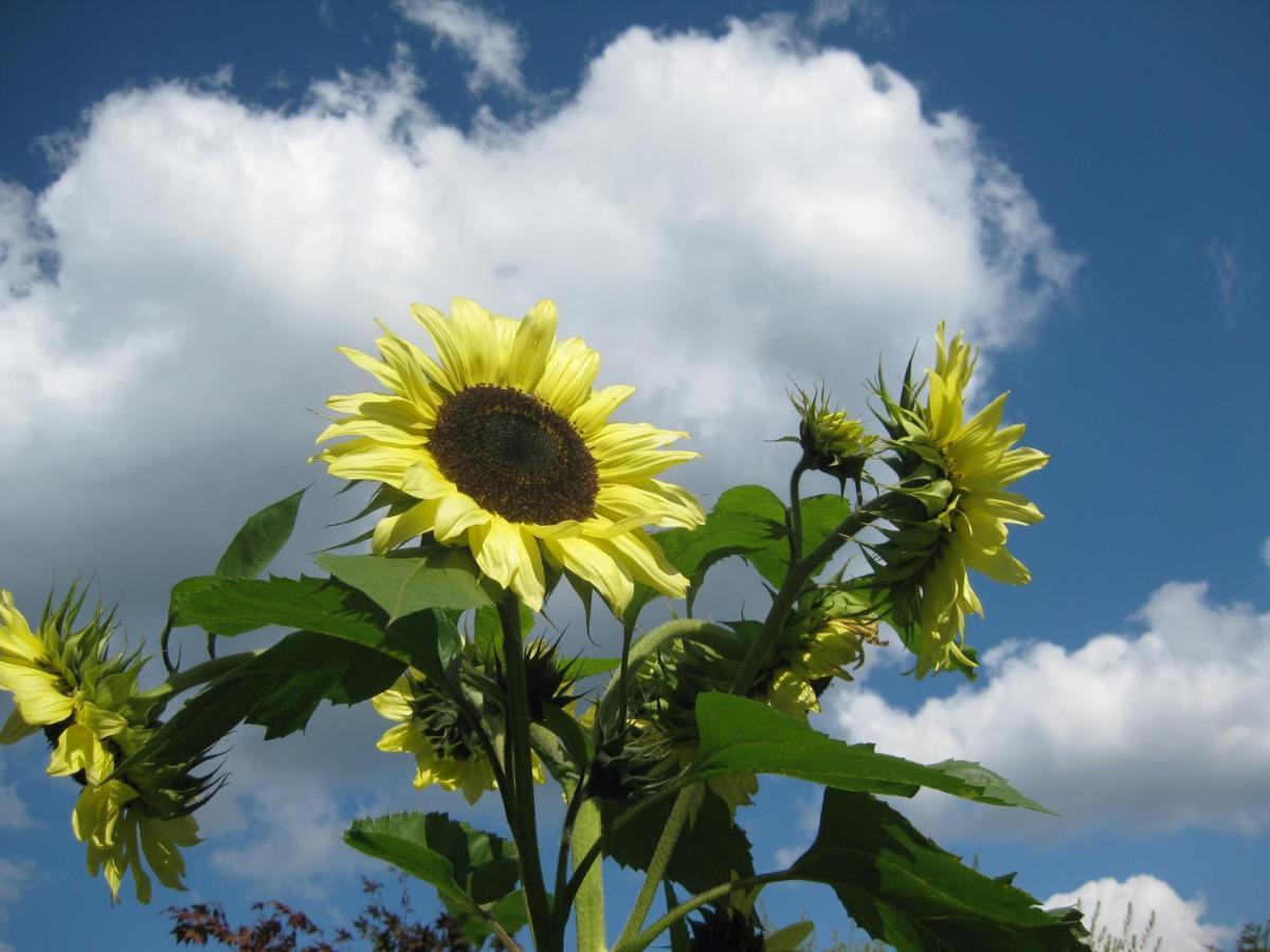 Garden & Hill Ferienwohnung Limburg 심머라스 외부 사진